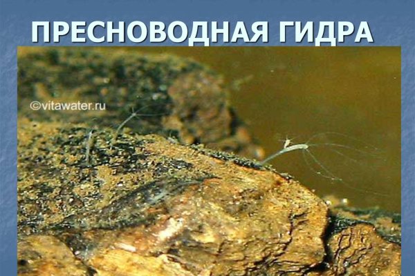 Кракен пишет пользователь не найден